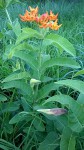 Stathmostelma spectabile subsp. spectabile