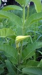 Stathmostelma spectabile subsp. spectabile