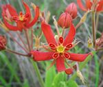 Stathmostelma spectabile subsp. spectabile