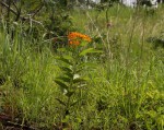 Stathmostelma spectabile subsp. spectabile