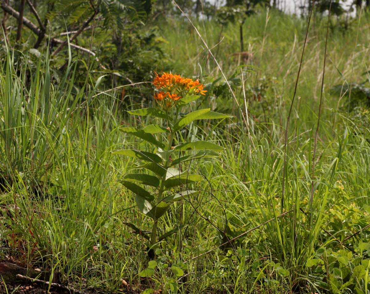 Stathmostelma spectabile subsp. spectabile