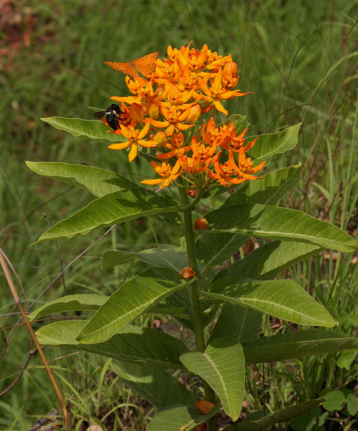 Stathmostelma spectabile subsp. spectabile