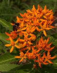 Stathmostelma spectabile subsp. spectabile