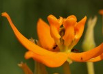 Stathmostelma spectabile subsp. spectabile
