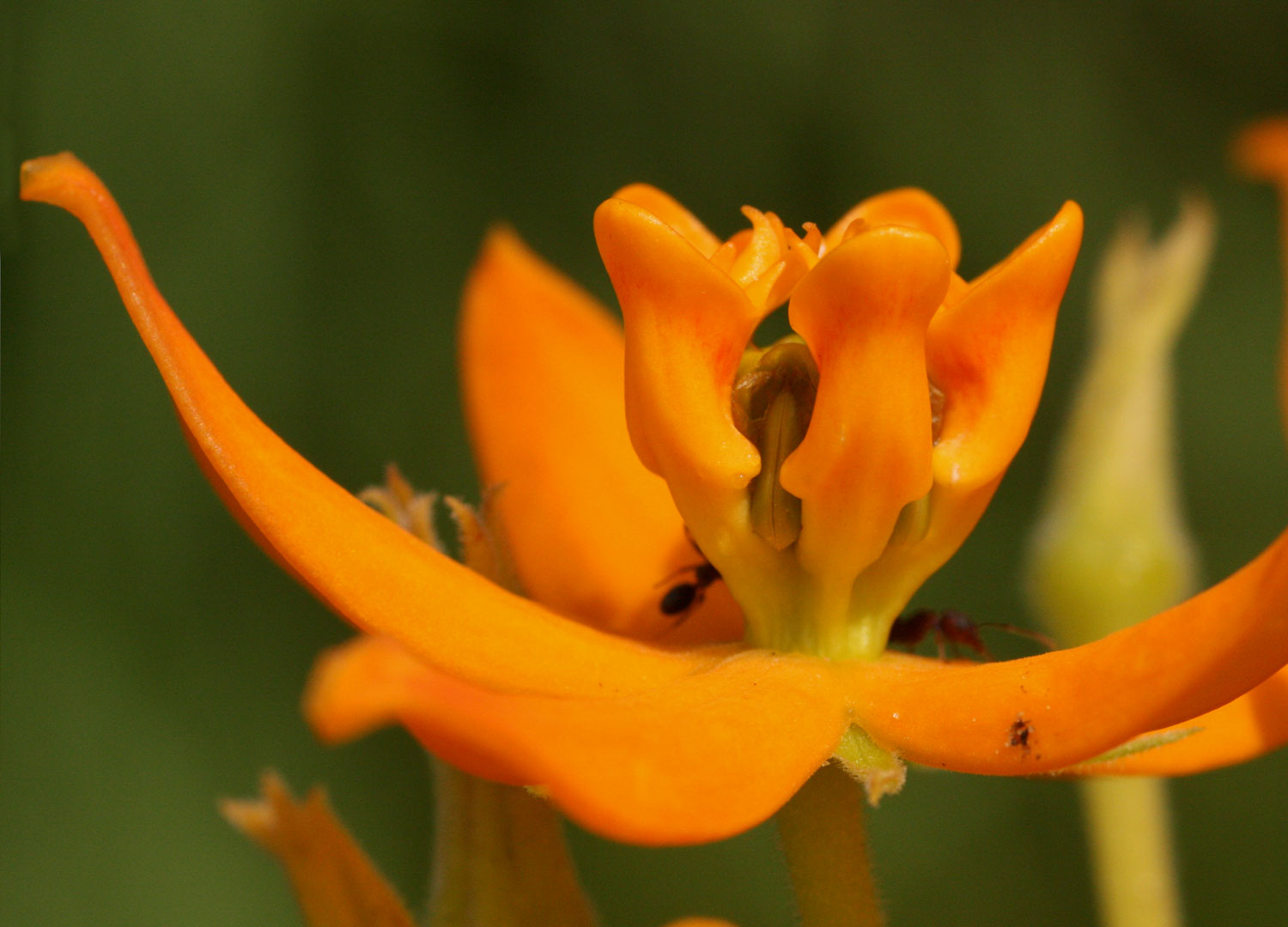Stathmostelma spectabile subsp. spectabile