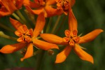 Stathmostelma spectabile subsp. spectabile