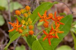 Stathmostelma spectabile subsp. spectabile