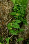 Pentarrhinum insipidum