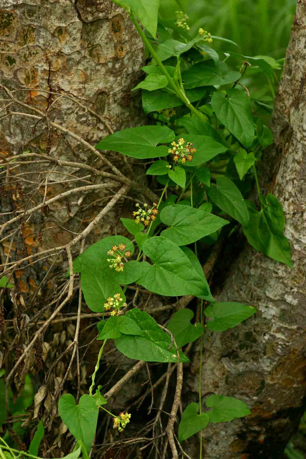 Pentarrhinum insipidum