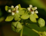 Pentarrhinum insipidum