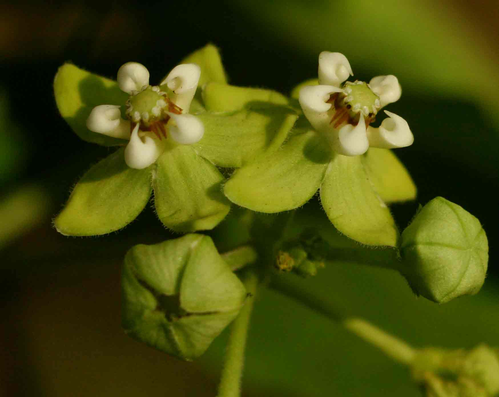 Pentarrhinum insipidum
