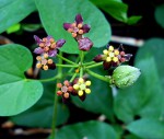 Pentarrhinum insipidum