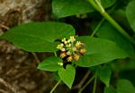 Pentarrhinum insipidum