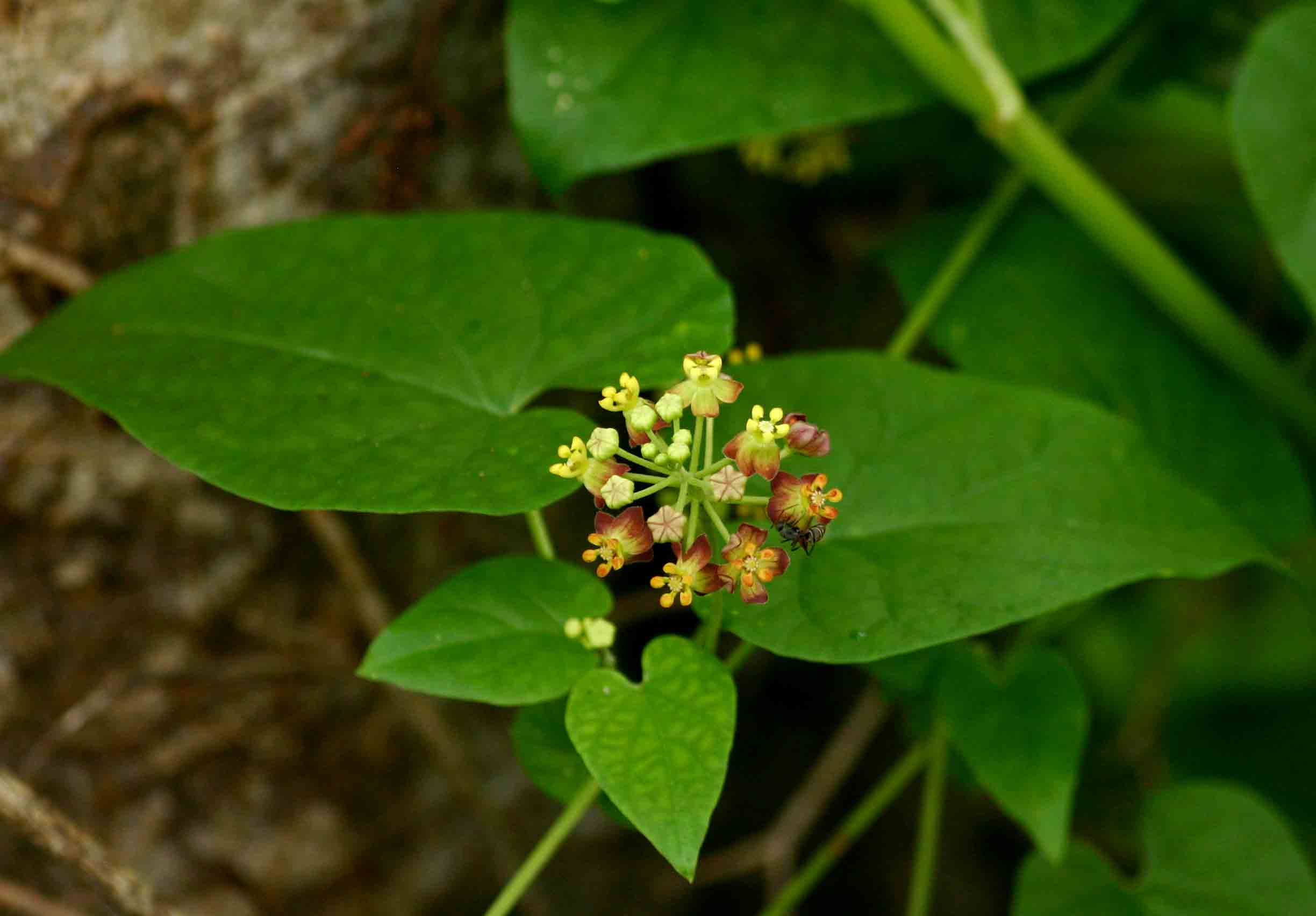 Pentarrhinum insipidum
