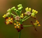 Pentarrhinum insipidum