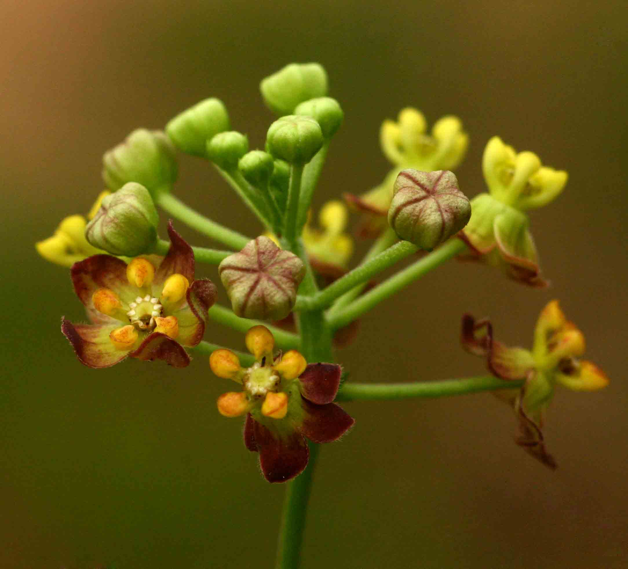 Pentarrhinum insipidum