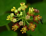 Pentarrhinum insipidum