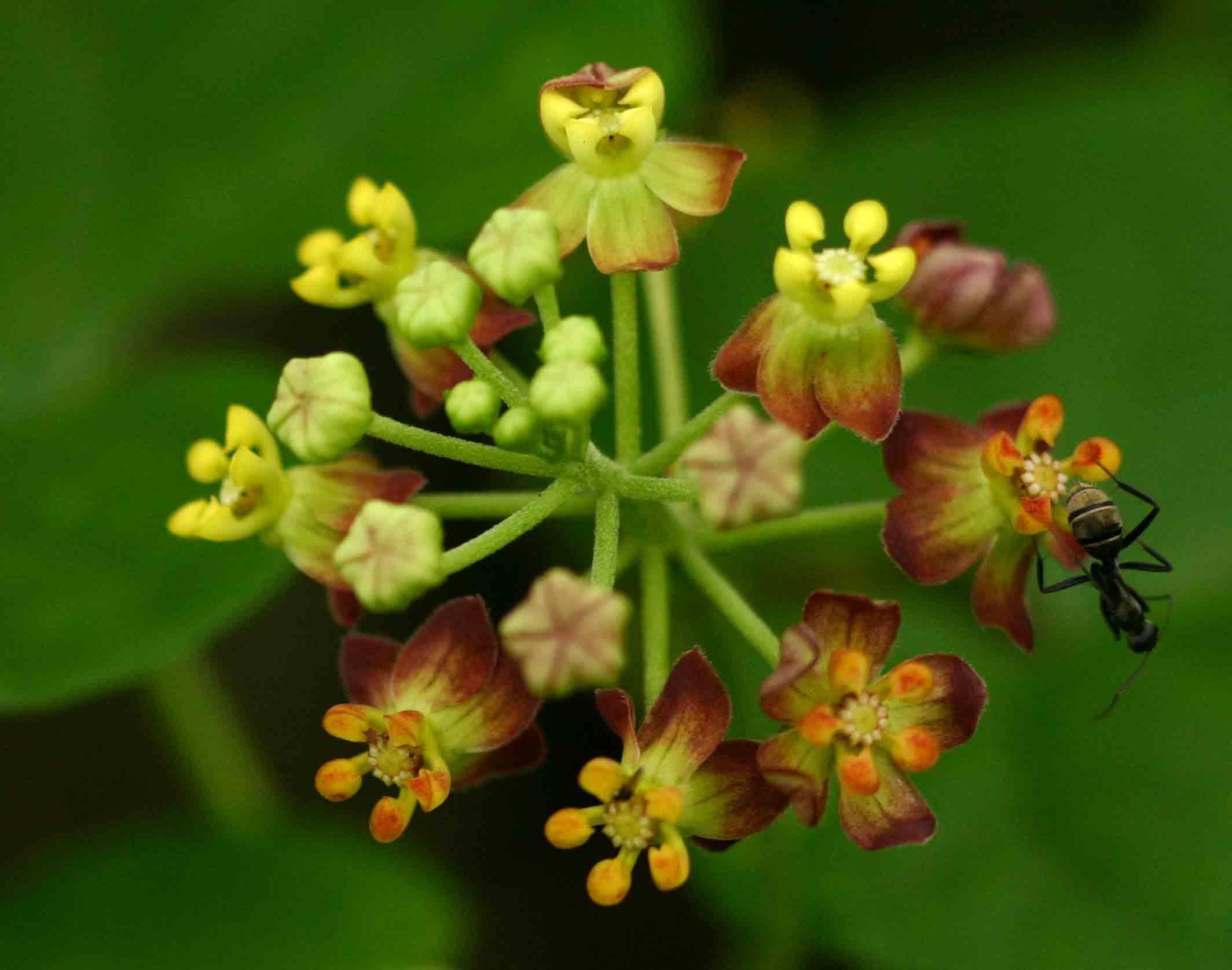 Pentarrhinum insipidum