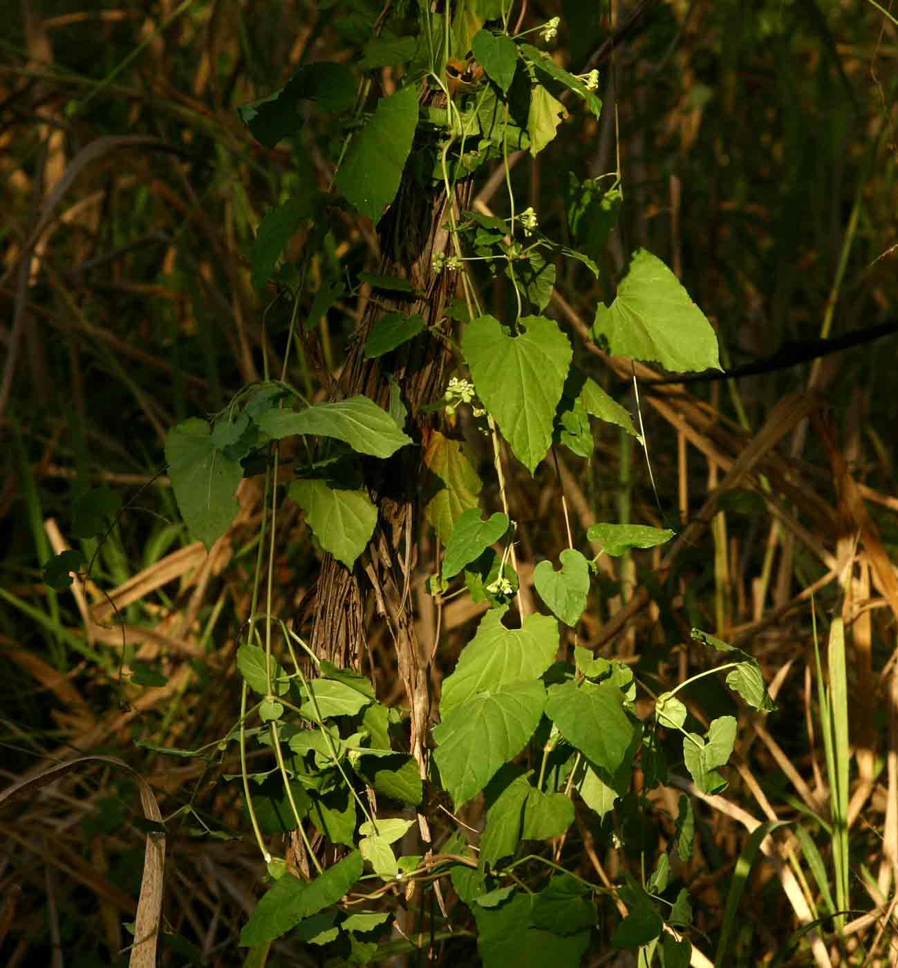 Pentarrhinum insipidum