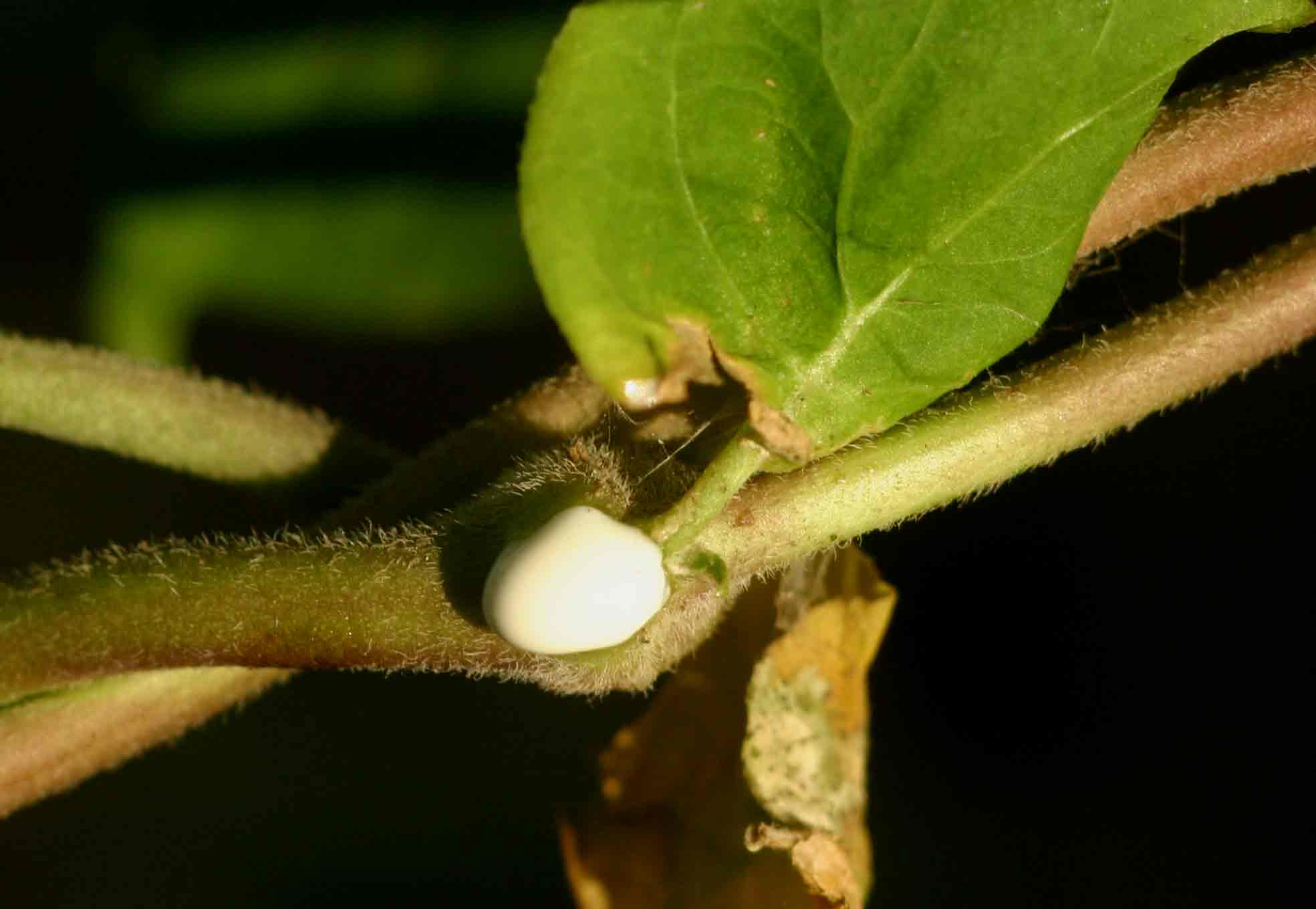 Pentarrhinum insipidum