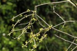 Cynanchum gerrardii subsp. gerrardii