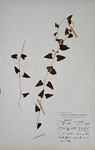 Cynanchum mossambicense