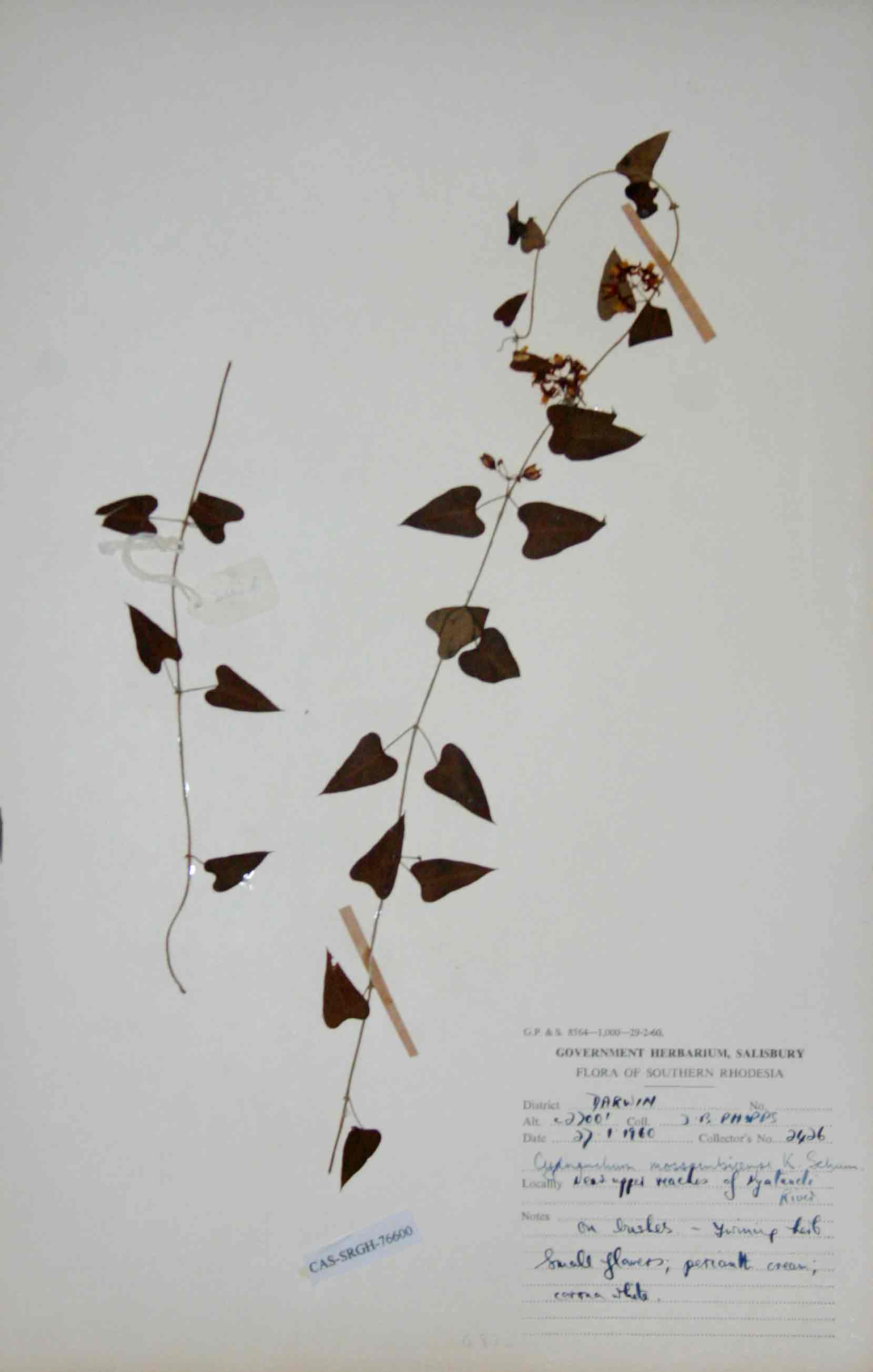 Cynanchum mossambicense