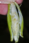 Cynanchum mossambicense