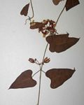 Cynanchum mossambicense