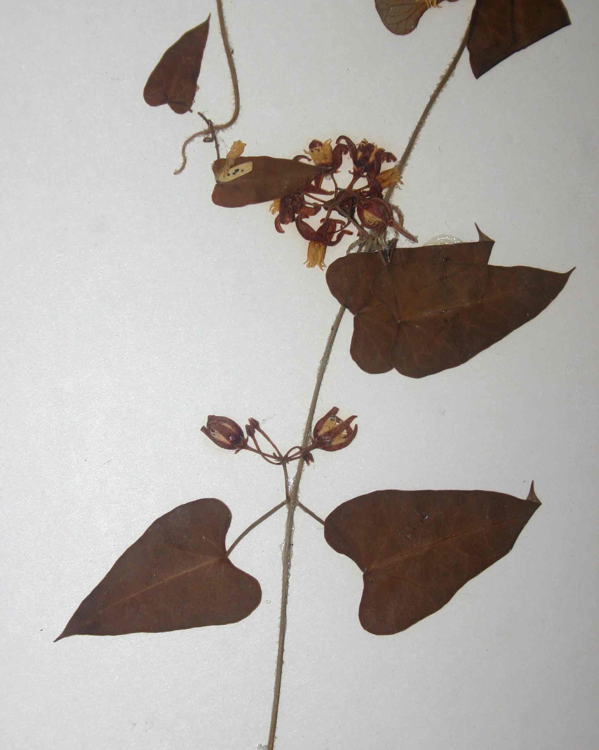 Cynanchum mossambicense