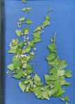 Cynanchum mossambicense