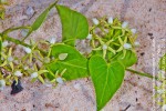 Cynanchum mossambicense