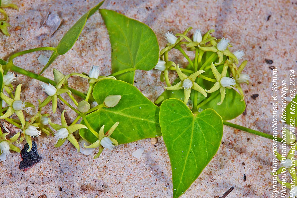 Cynanchum mossambicense