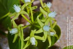 Cynanchum mossambicense