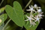 Cynanchum mossambicense