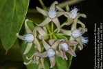 Cynanchum mossambicense