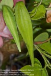 Cynanchum mossambicense