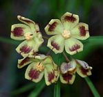 Glossostelma carsonii