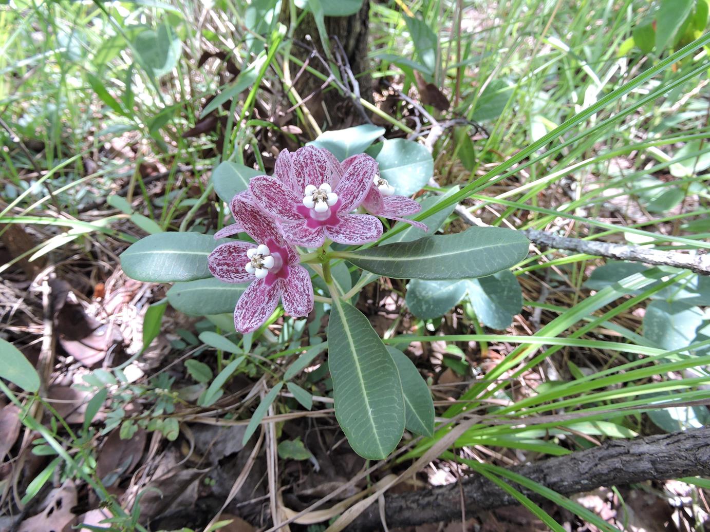 Glossostelma spathulatum