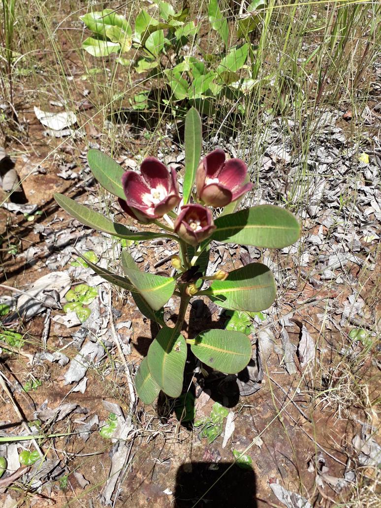 Glossostelma spathulatum