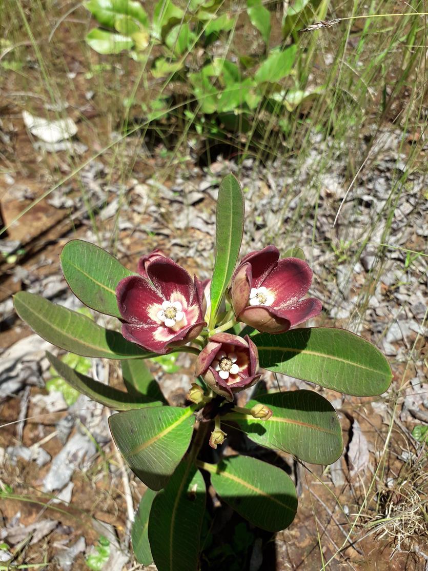 Glossostelma spathulatum