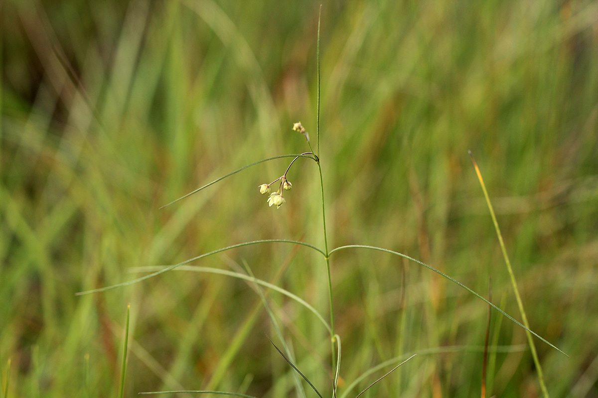 Sisyranthus imberbis