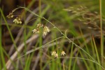 Sisyranthus imberbis