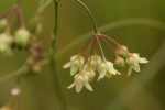 Sisyranthus imberbis