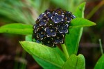 Ceropegia buchananii