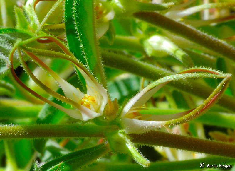 Ceropegia circinata