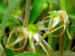 Ceropegia circinata