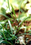 Ceropegia plocamoides