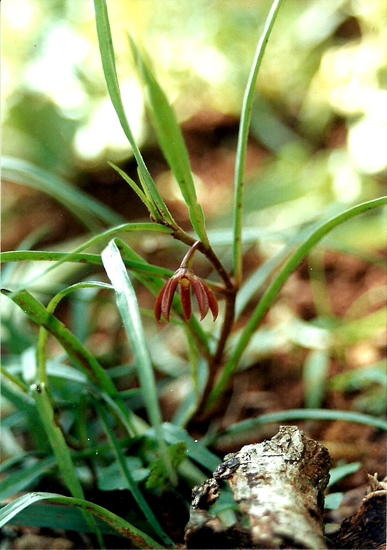 Ceropegia plocamoides