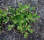 Ceropegia breviflora